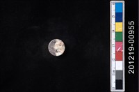 藏品(貝殼工藝品)的圖片