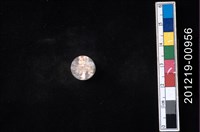 藏品(貝殼工藝品)的圖片