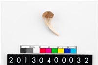 藏品(鯊魚牙飾)的圖片