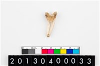 藏品(鯊魚牙飾)的圖片