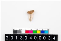 藏品(鯊魚牙飾)的圖片