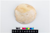 藏品(貝刮器)的圖片