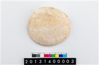 藏品(貝刮器)的圖片