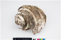 藏品(夜光蠑螺)的圖片