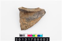 藏品(頸折)的圖片