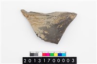 藏品(頸折)的圖片