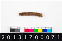 藏品(骨器)的圖片