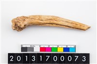 藏品(魚脊骨器)的圖片