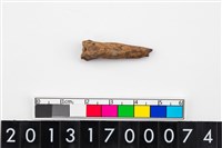 藏品(魚脊骨器)的圖片