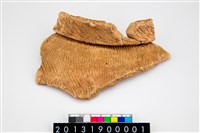 藏品(頸折)的圖片