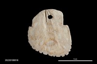 藏品(貝刀)的圖片