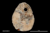 藏品(貝器)的圖片