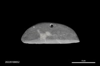 藏品(石刀)的圖片