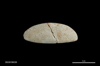 藏品(石刀)的圖片