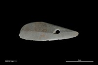 藏品(石刀)的圖片