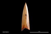 藏品(骨箭鏃)的圖片