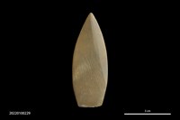 藏品(石箭鏃)的圖片