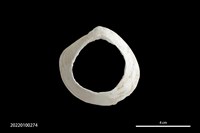 藏品(貝環)的圖片