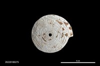 藏品(貝珠)的圖片