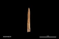 藏品(骨尖器)的圖片