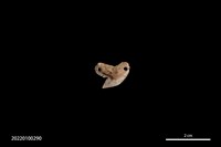 藏品(鯊魚牙墜飾)的圖片