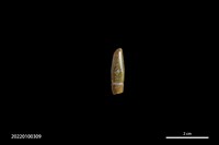 藏品(玉墜飾)的圖片