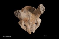 藏品(鹿頭骨(帶砍切痕))的圖片