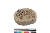 藏品(乳豬骨骸)的圖片