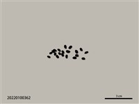 藏品(稻米)的圖片