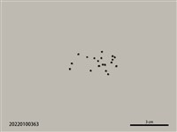 藏品(小米)的圖片