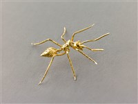 藏品(突破(螞蟻))的圖片