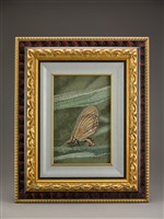 藏品(細蝶)的圖片