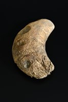 藏品(筊杯-大(左))的圖片