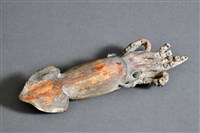 藏品(墨魚)的圖片