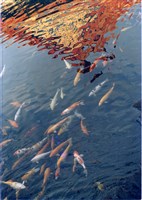 藏品(鯉游中正)的圖片