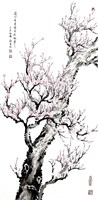 藏品(粉紅梅)的圖片
