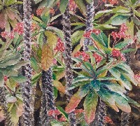 藏品(大戟麒麟)的圖片