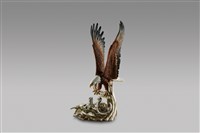 藏品(鳥巢鷹)的圖片