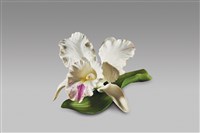 藏品(蘭花)的圖片