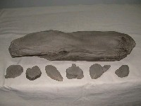 藏品(樹)的圖片