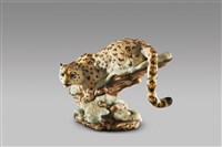 藏品(雲豹)的圖片