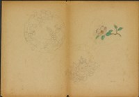 藏品(雙面繪設計草圖－槐花、南天竹和鶴)的圖片