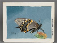 藏品(東方黑色金鳳蝶)的圖片