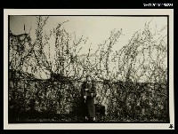 藏品(周夢蝶（獨照）)的圖片