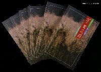 藏品(菅芒花開)的圖片