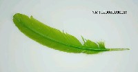 藏品(綠色羽毛)的圖片
