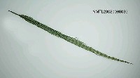 藏品(綠色班格羽毛)的圖片