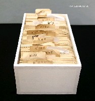 藏品(許成章音譯卡)的圖片