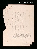 藏品(蟬)的圖片