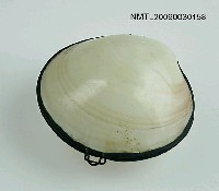 藏品(貝殼小盒)的圖片